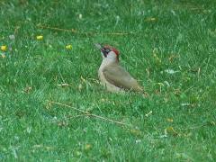 environnement,oiseaux,mouscron